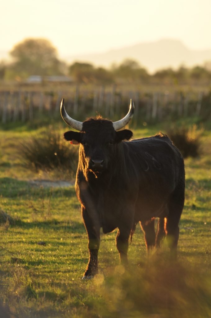 Taureau en Camargue à Saint-Gilles au coucher du soleil