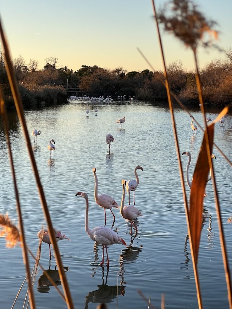 Création de site internet à Vauvert en petite Camargue